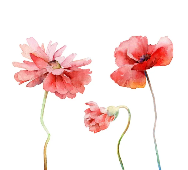 Poppy flowers on white background — Stock Photo, Image