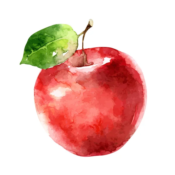 Watercolor vector apple on white background — Stock Vector