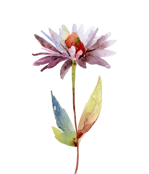 白色背景的紫菜花水彩画 — 图库照片