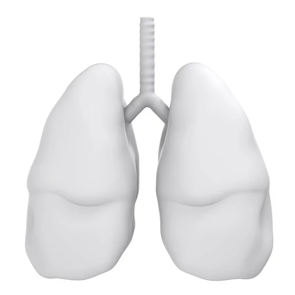Płuc biały na białym tle — Zdjęcie stockowe