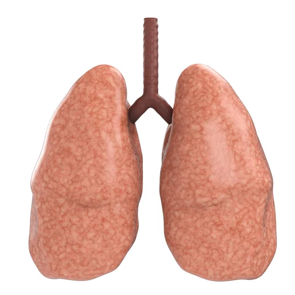 Buenos pulmones aislados en blanco —  Fotos de Stock