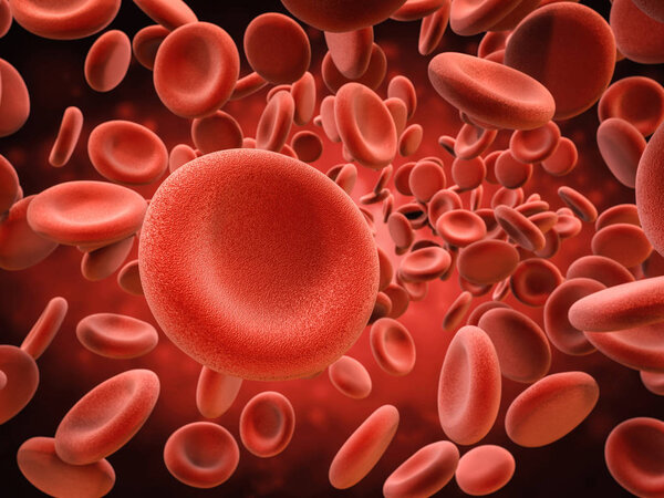 red blood cells in vein