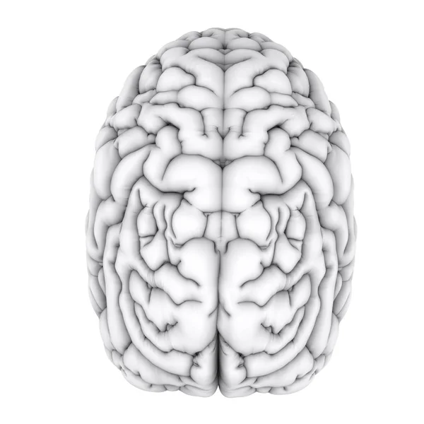 Білий людський мозок — стокове фото