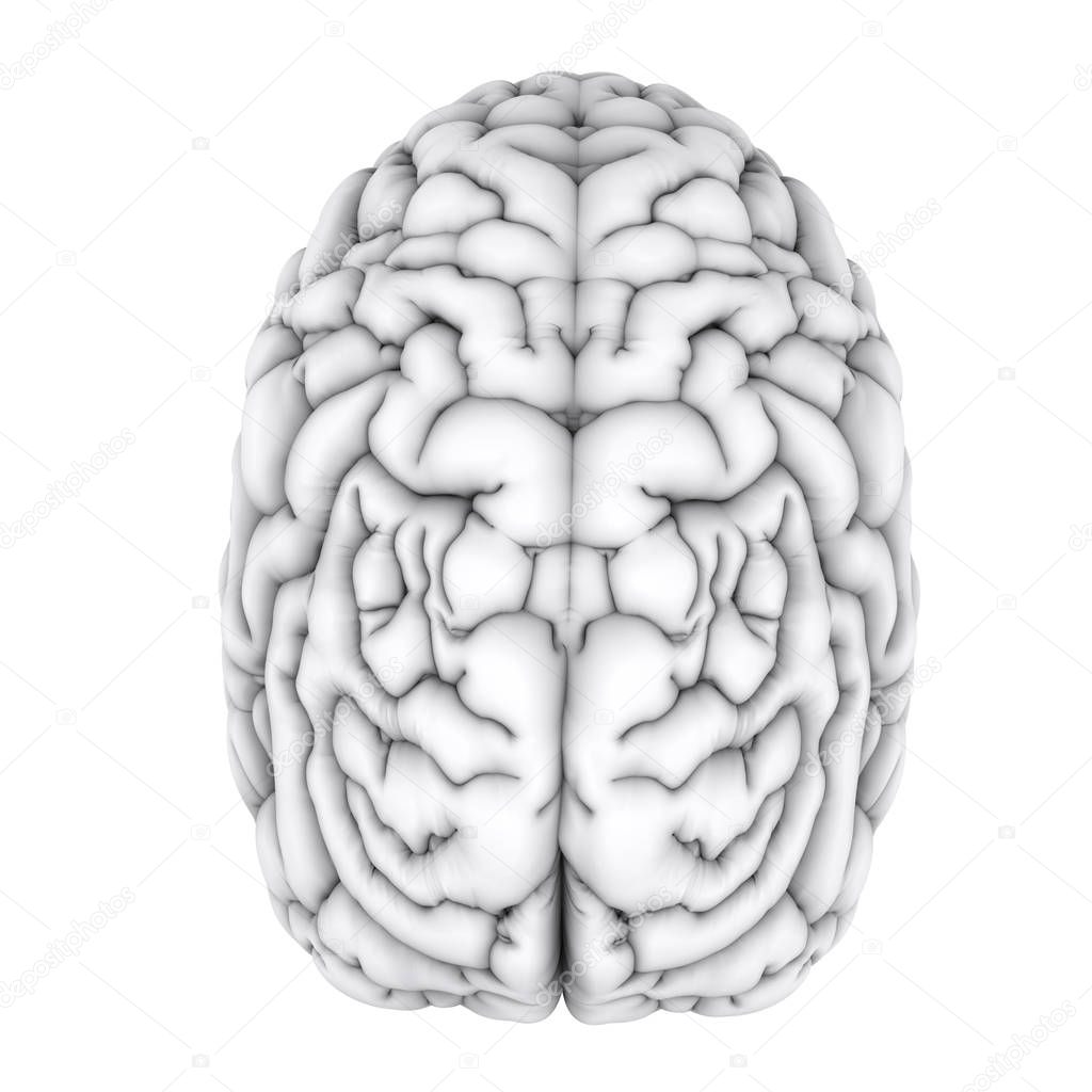 white human brain