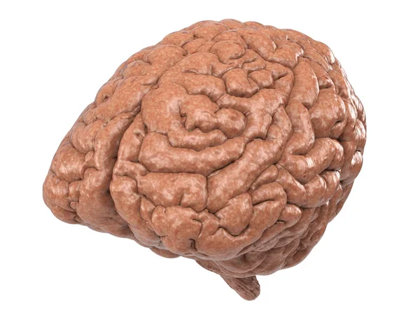 Cerebro humano aislado en blanco — Foto de Stock