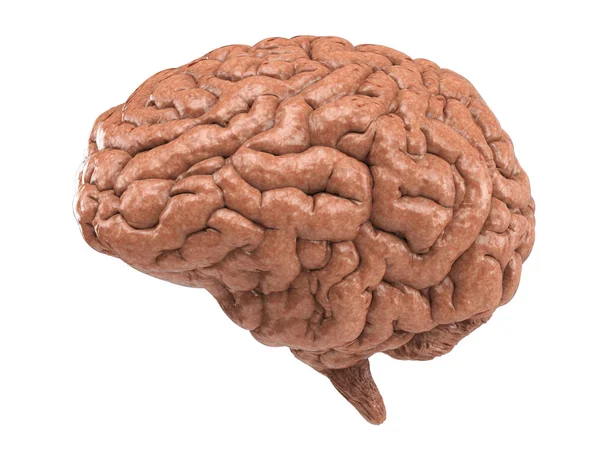 Cérebro Humano Isolado em Branco — Fotografia de Stock