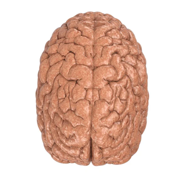 Lidský mozek izolovaných na bílém — Stock fotografie