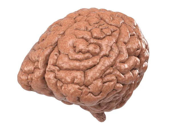 Human brain isolated on white — Stock Photo, Image