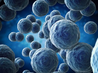 bakteri hücreleri kaba tekstürlü