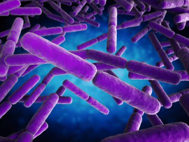 sopa şekil bakteri hücreleri