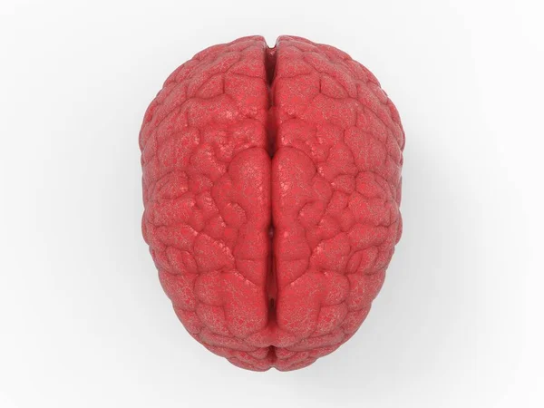 빨간 뇌 평면도 — 스톡 사진