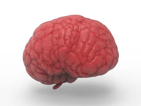 Rojo simulacro de cerebro — Foto de Stock