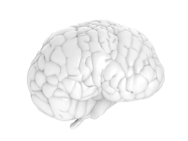 Cervello bianco isolato — Foto Stock