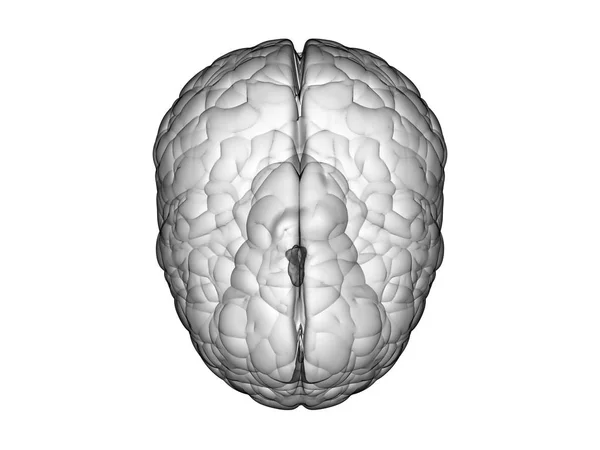화이트 뇌 평면도 — 스톡 사진