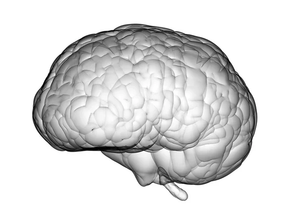 Cérebro branco isolado — Fotografia de Stock