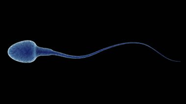 siyah izole mavi sperm