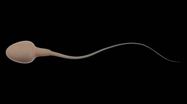 siyah izole sperm