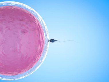sperm ile yumurta