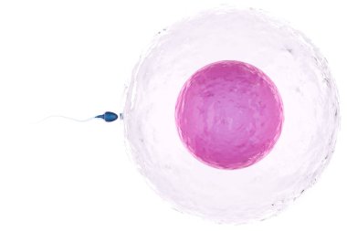 sperm ile yumurta