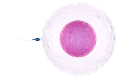 sperm with ovum clipart