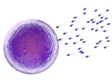 sperm ile yumurta