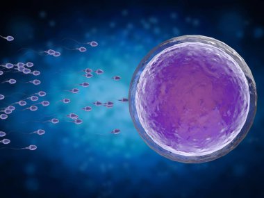 sperm ile yumurta