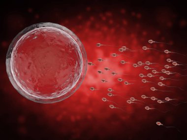 sperm ile yumurta