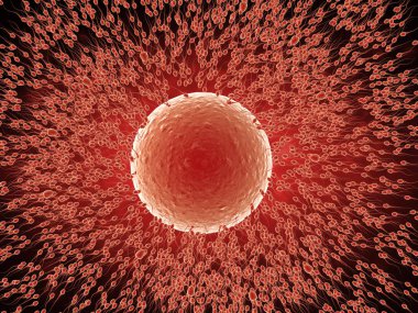 sperm ile yumurta