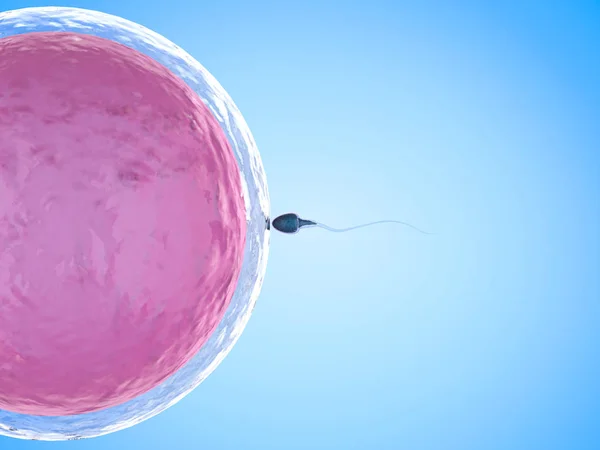 卵子と精子 — ストック写真