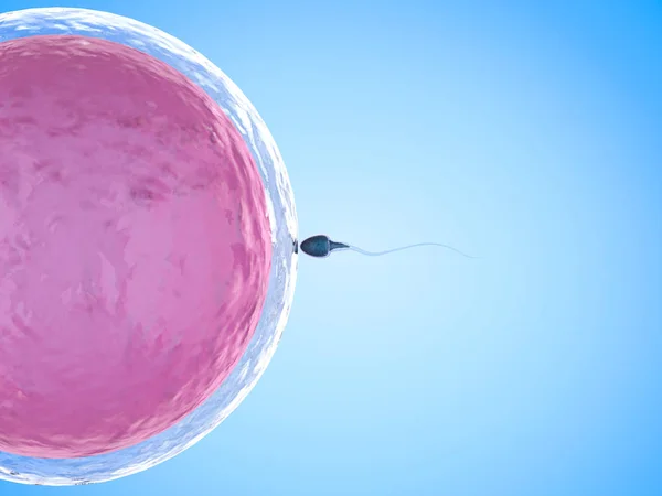 Spermatozoi con ovulo — Foto Stock