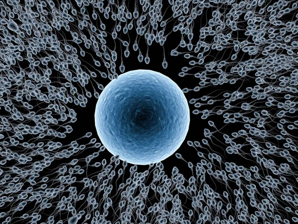Esperma de raios-x com óvulo — Fotografia de Stock