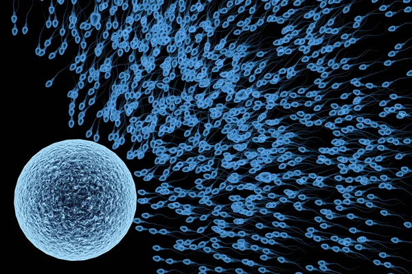 Spermatozoïdes rayons X avec ovule — Photo