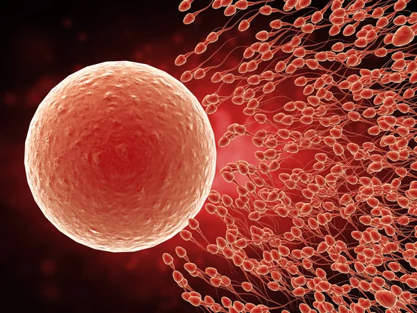 Spermatozoi con ovulo — Foto Stock