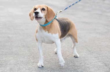 Beagle köpek havlıyor