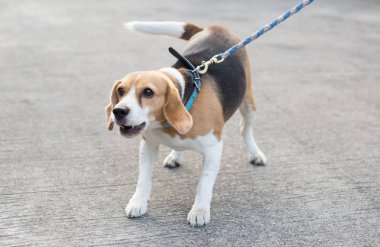 Beagle köpek havlıyor