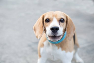 Beagle köpek yıldızı