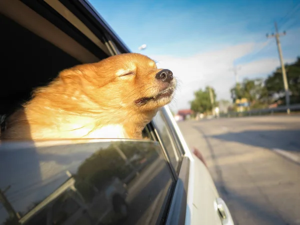Dog on the car — Stock Photo, Image