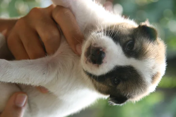 New born puppy — Stock Photo, Image