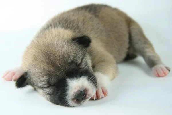 new born puppy