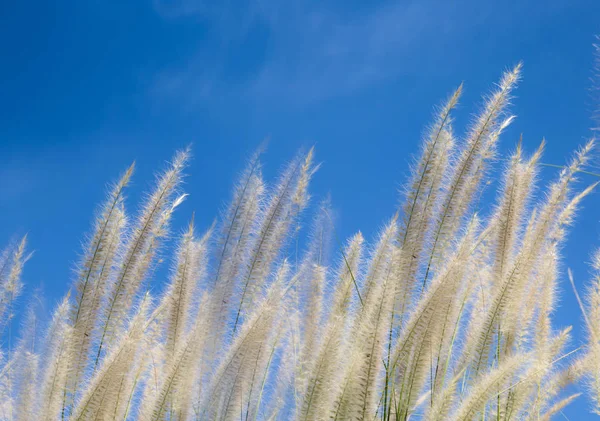 Campo de hierba ventosa —  Fotos de Stock