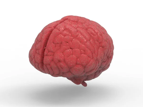 Rote Attrappe des Gehirns — Stockfoto