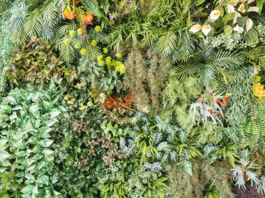 tropik bitkiler arka plan