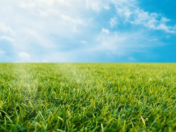 Hierba verde sobre fondo azul cielo — Foto de Stock