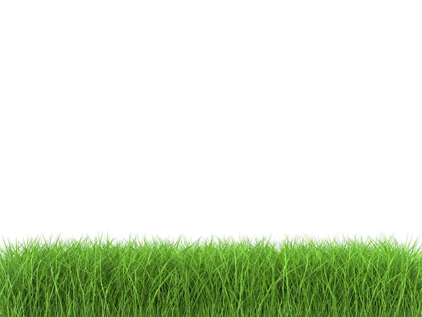 Green grass on white background — Stock Photo, Image