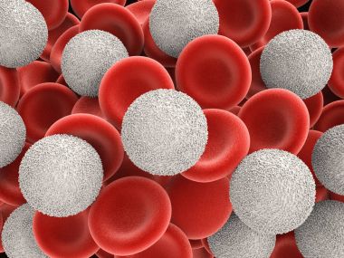  white blood cells with red blood cells clipart