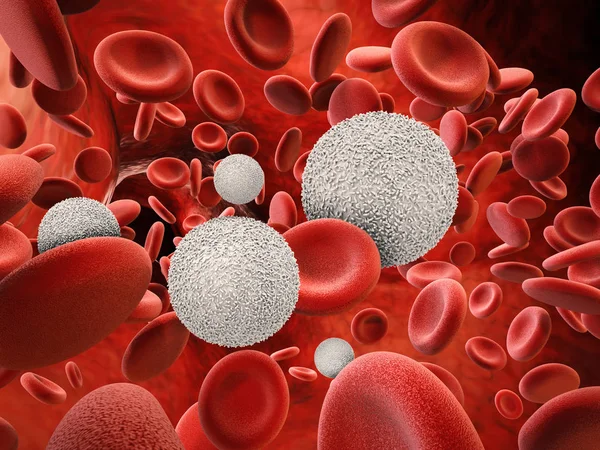 Fehérvérsejtek, vörösvértestek — Stock Fotó