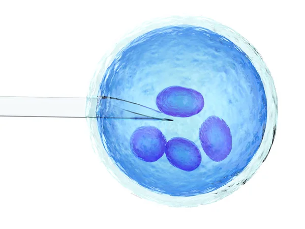 人工授精或 ivf — 图库照片