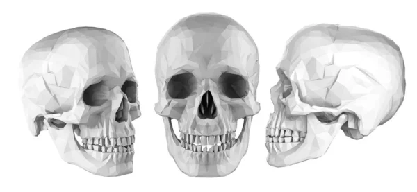 Ensemble de crânes humains polygonaux — Photo