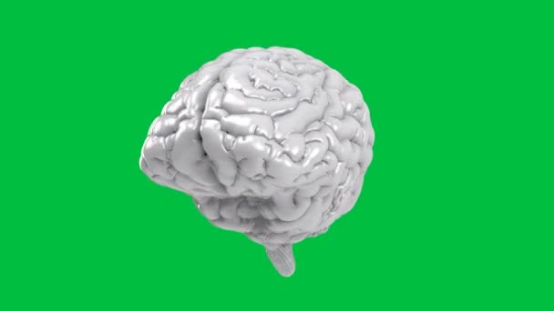 3Dレンダリング緑の画面上の白い人間の脳4Kアニメーション — ストック動画