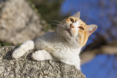 Güneşe yolunu yitirmek kedi